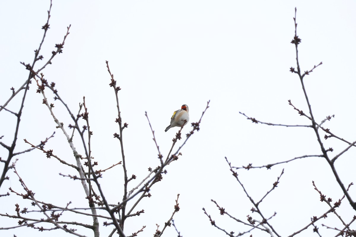 ゴシキヒワ - ML646904782