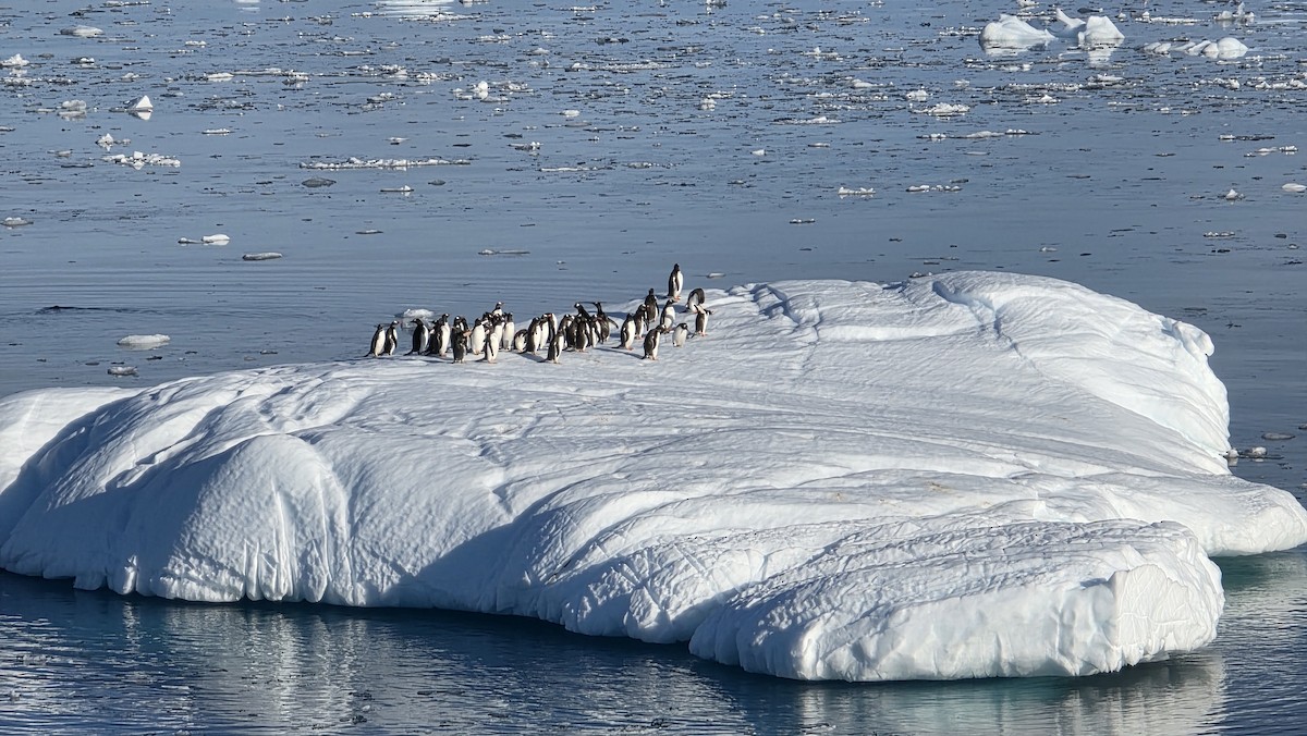 Gentoo Penguin - ML646904788