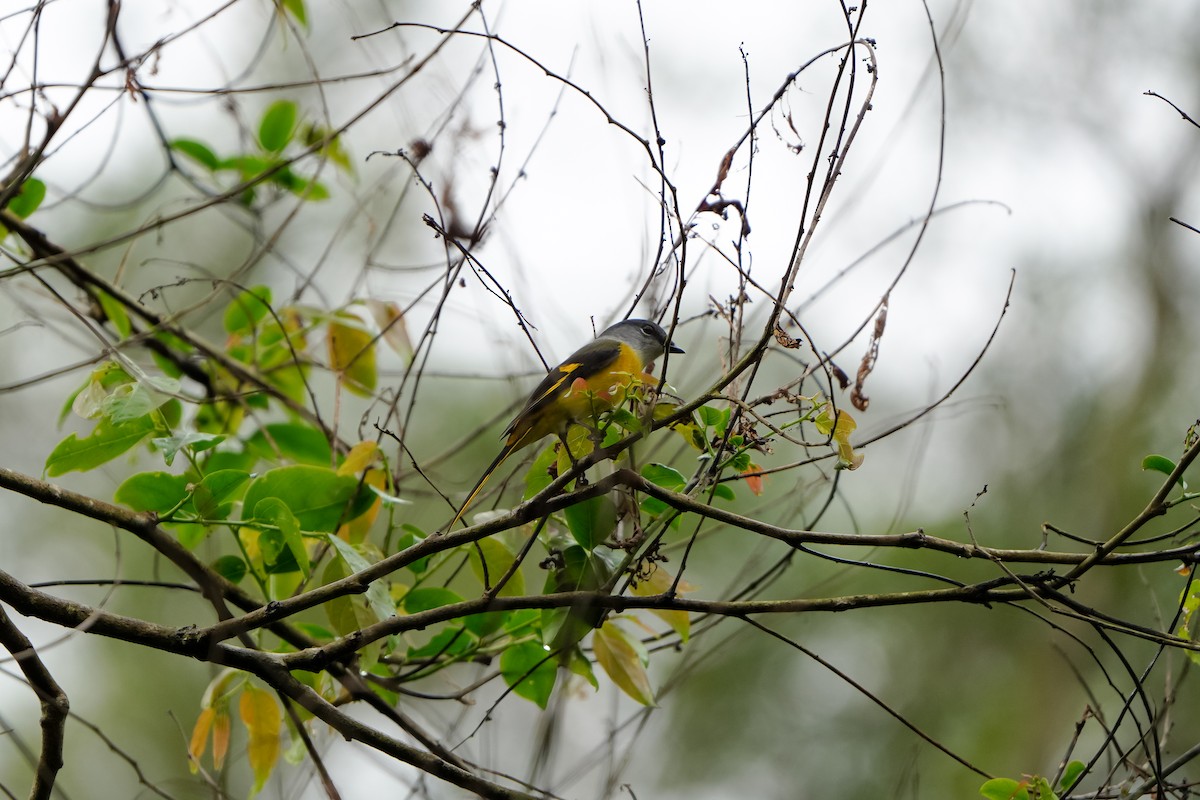 Серощёкий личинкоед [группа solaris] - ML646904804