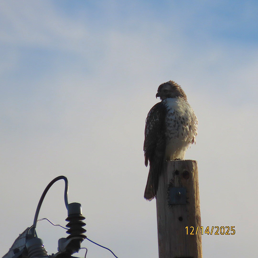 rødstjertvåk - ML646904808