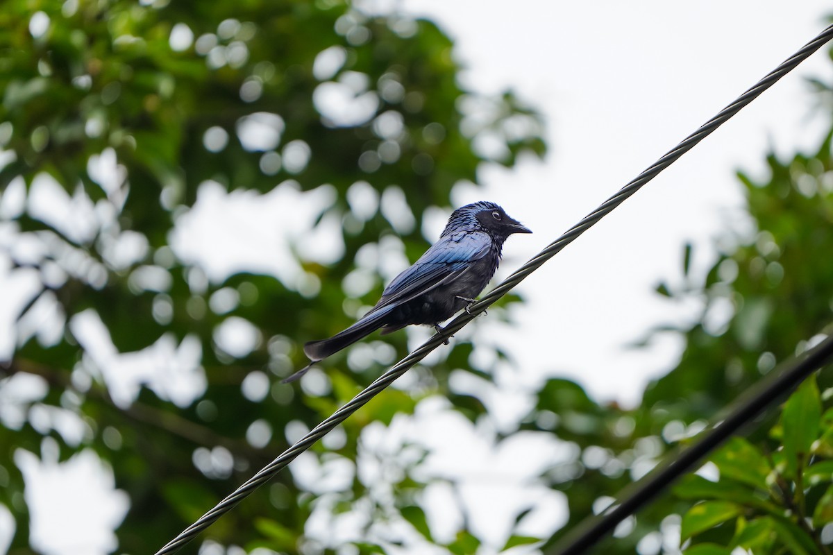 Бронзовый дронго - ML646904809