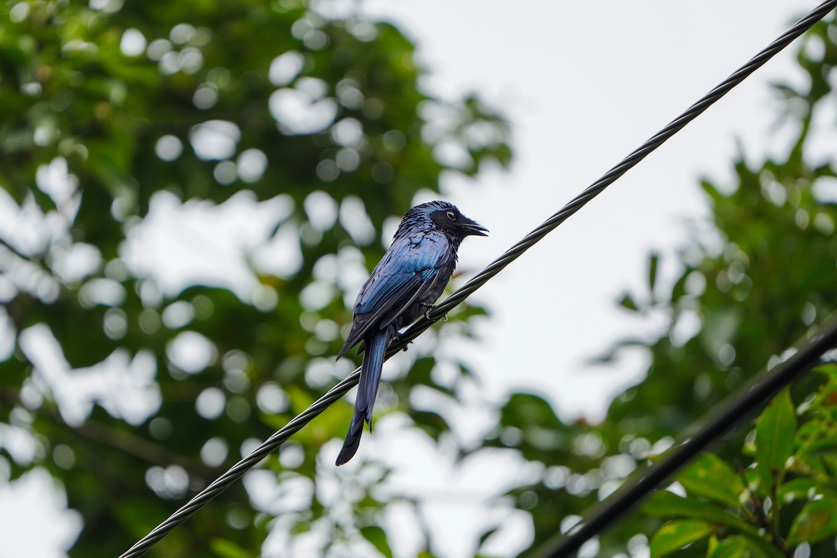 Бронзовый дронго - ML646904810