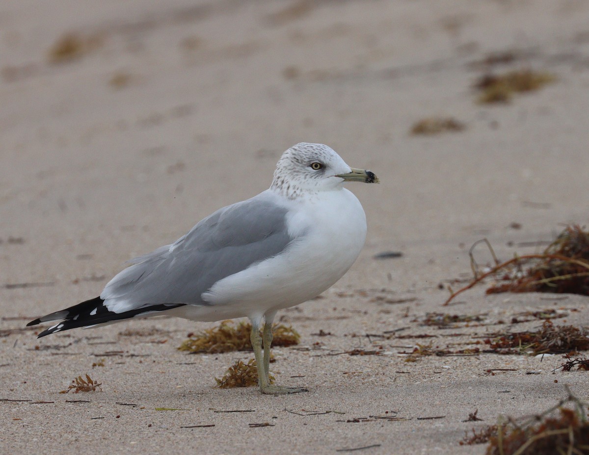 Ring-billed Gull - ML646904811