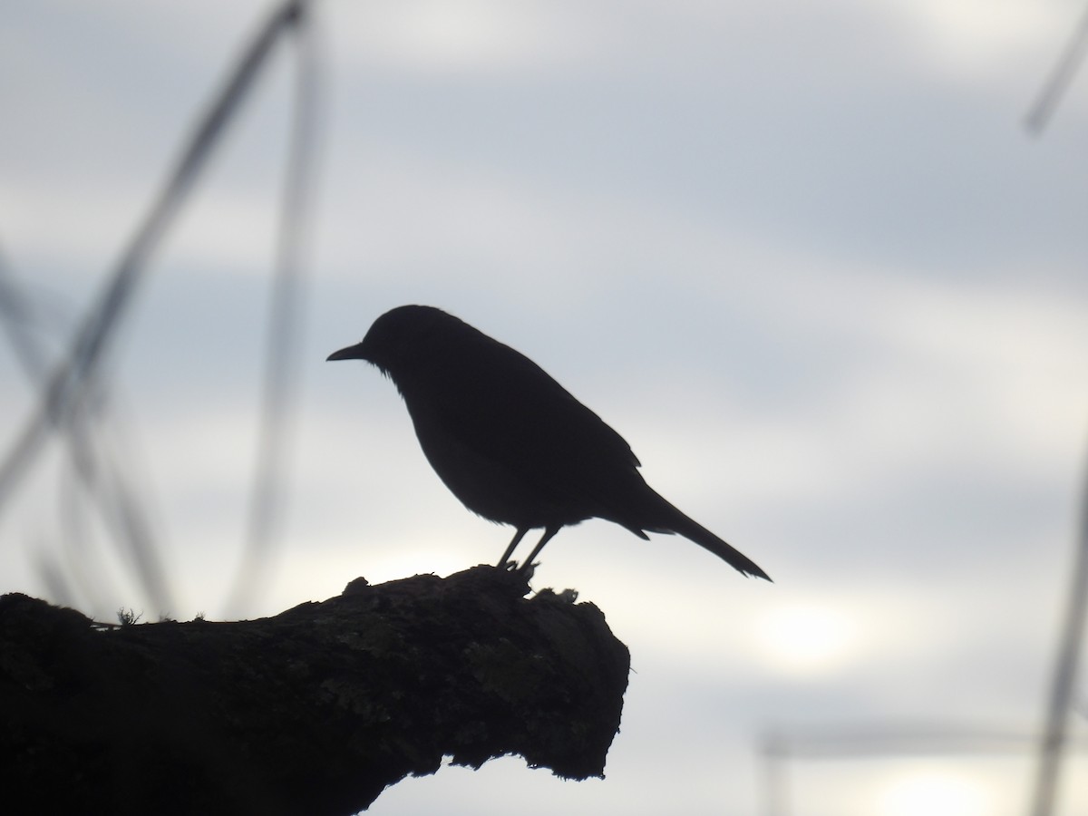 Pale-breasted Thrush - ML646904812