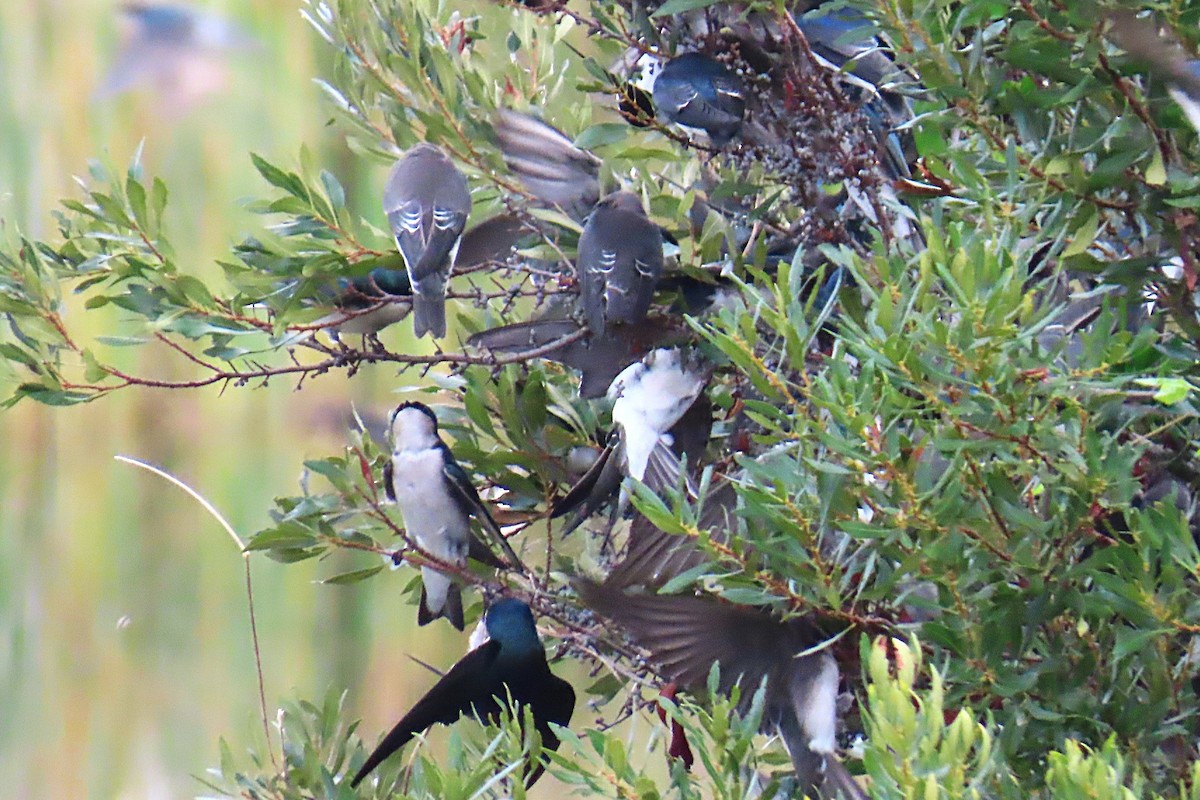 Sumpfschwalbe - ML646904813