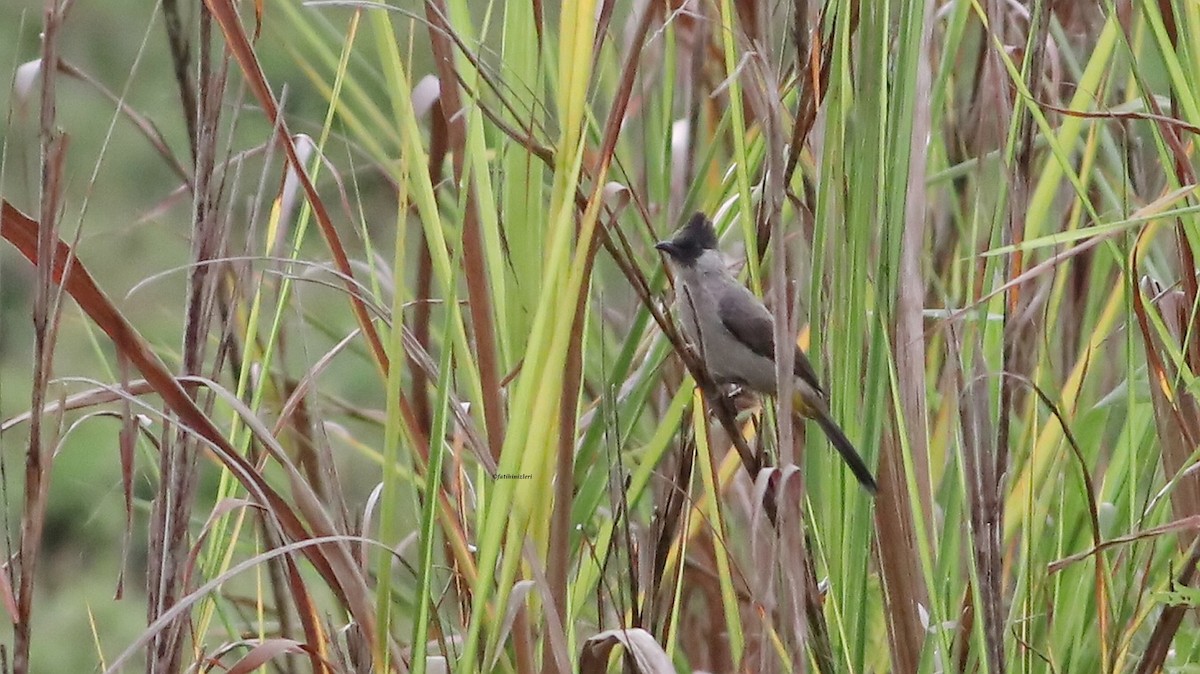 Sooty-headed Bulbul - ML646904815
