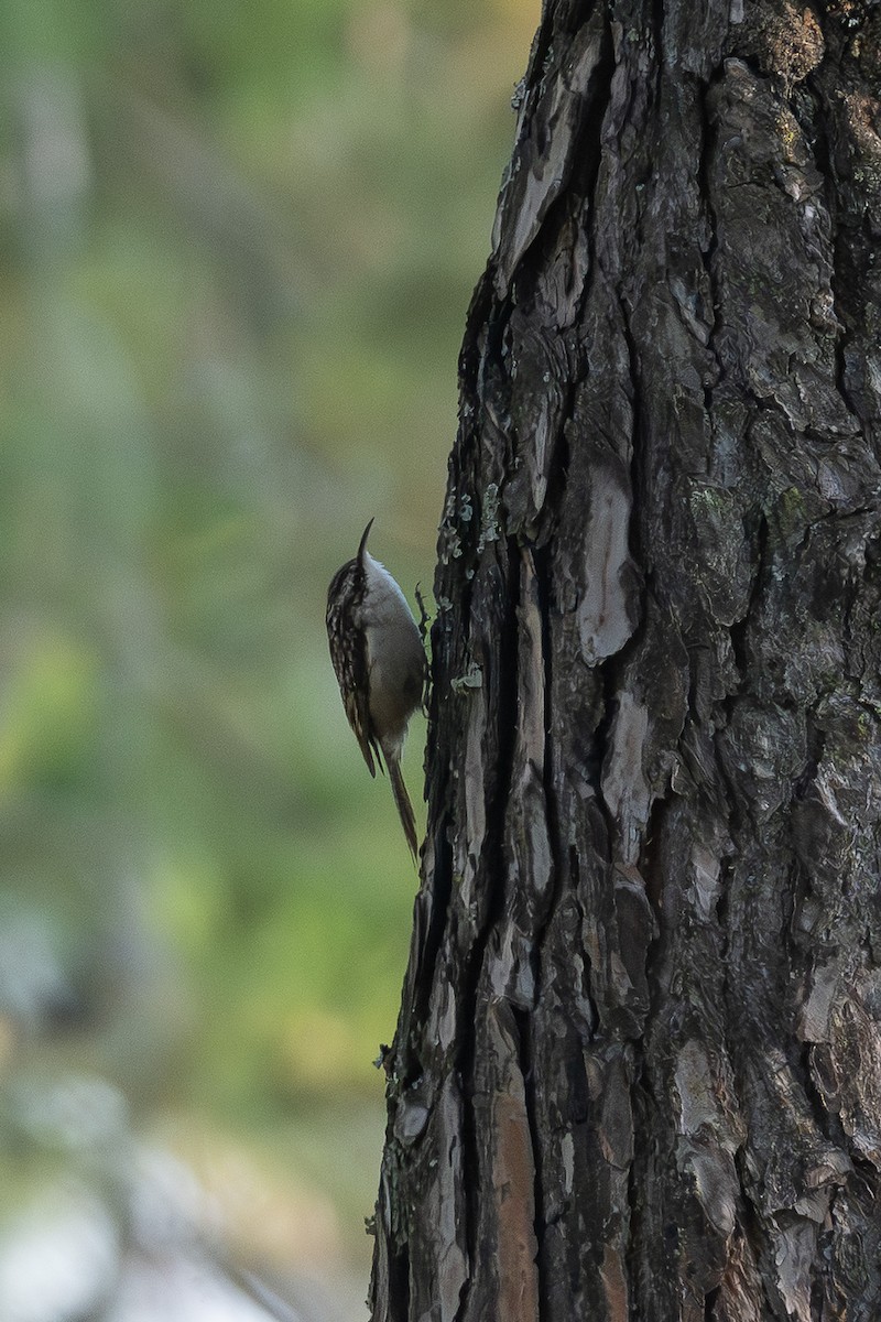 Bar-tailed Treecreeper - ML646904816