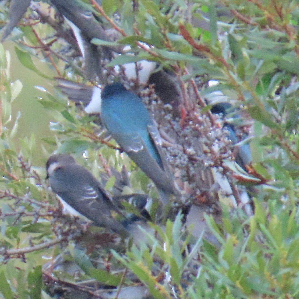 Sumpfschwalbe - ML646904817