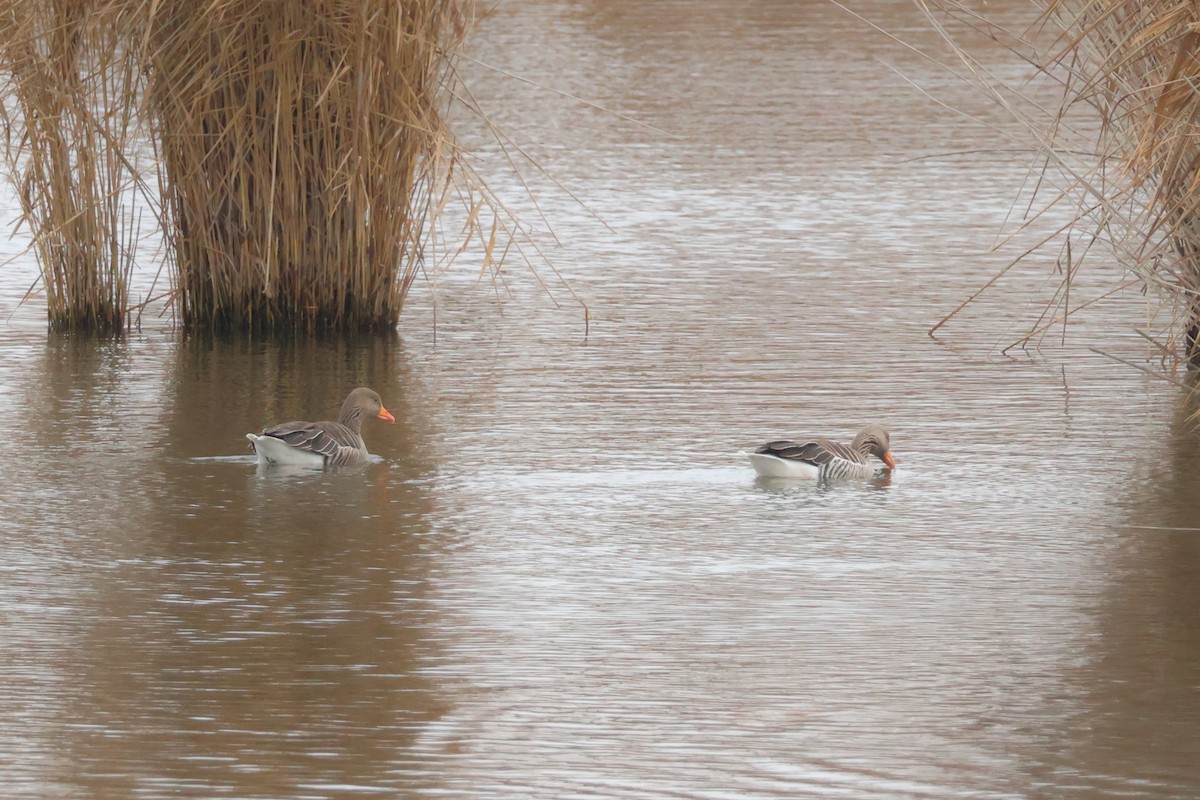 husa velká - ML646904819