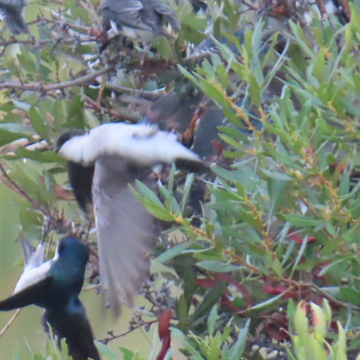 Sumpfschwalbe - ML646904822