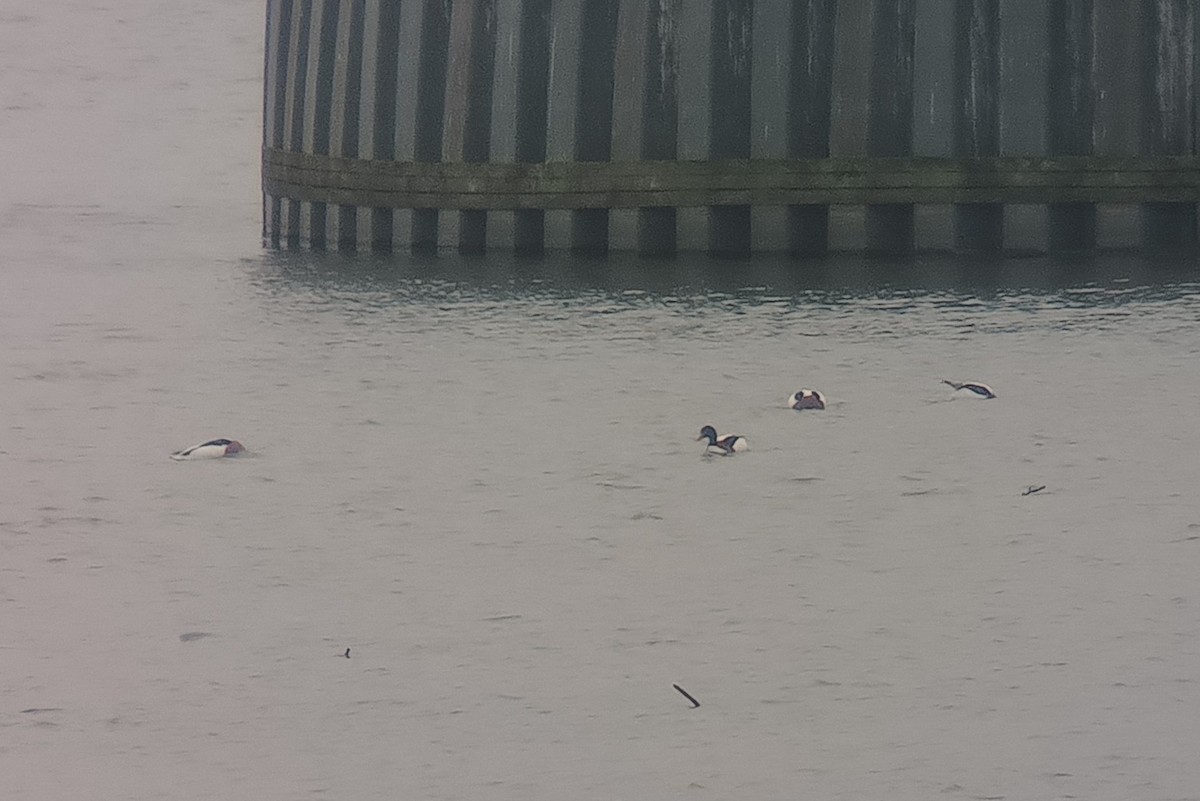 Common Shelduck - ML646904824