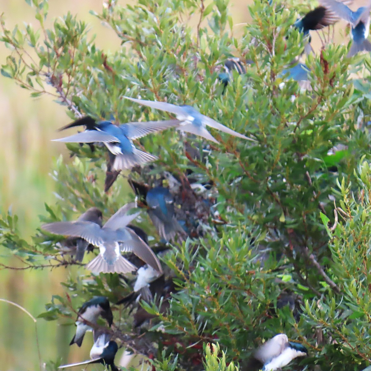 Sumpfschwalbe - ML646904831