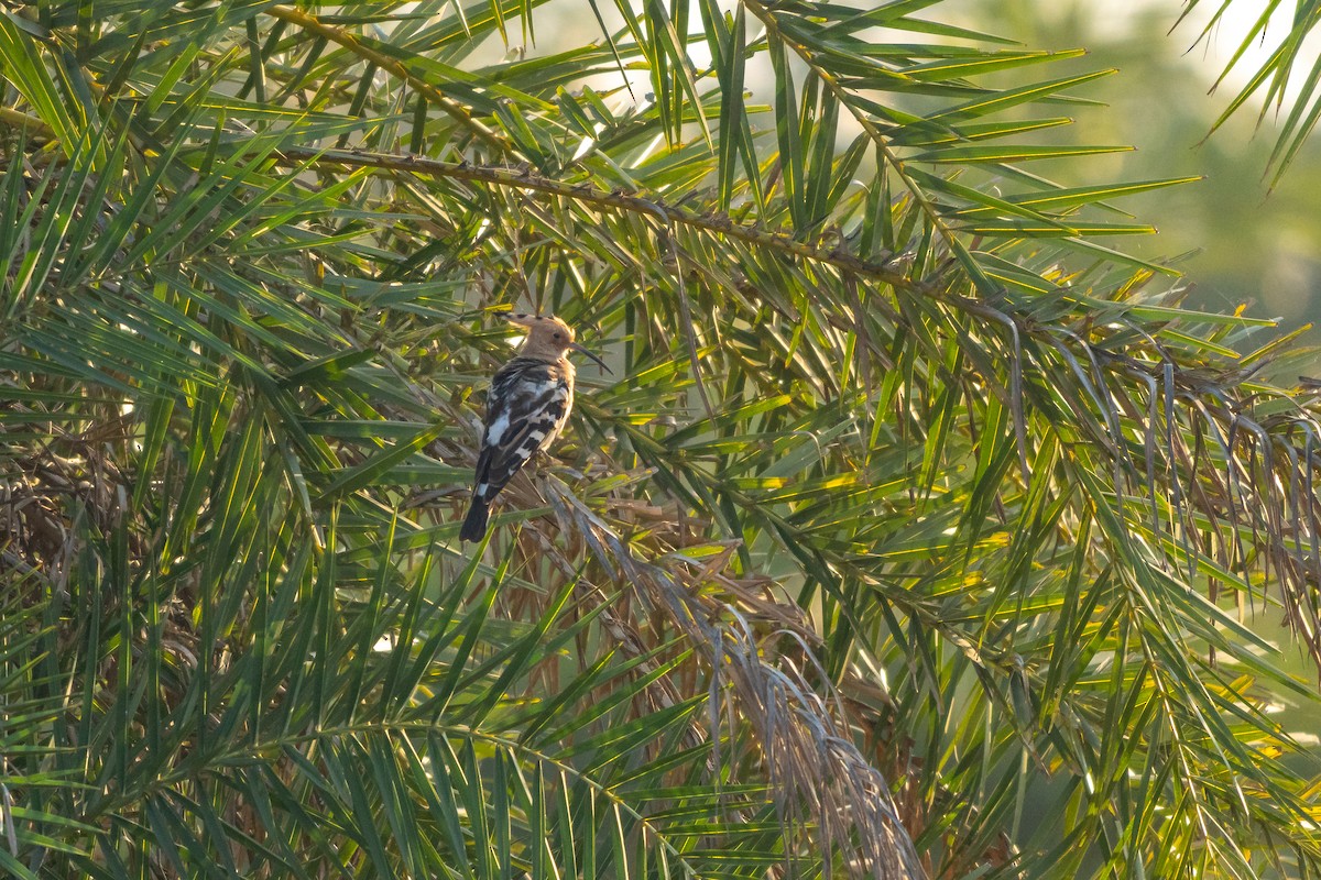 dudek chocholatý - ML646904832