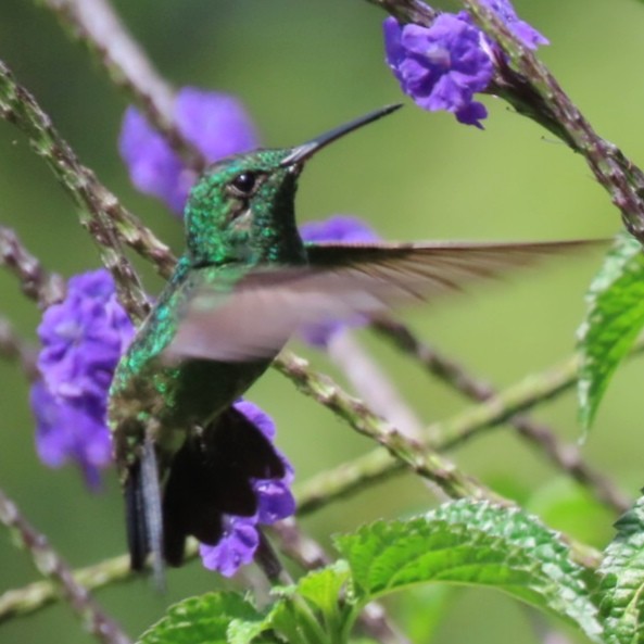 Steely-vented Hummingbird - ML646904834