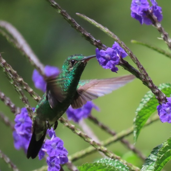 Steely-vented Hummingbird - ML646904835