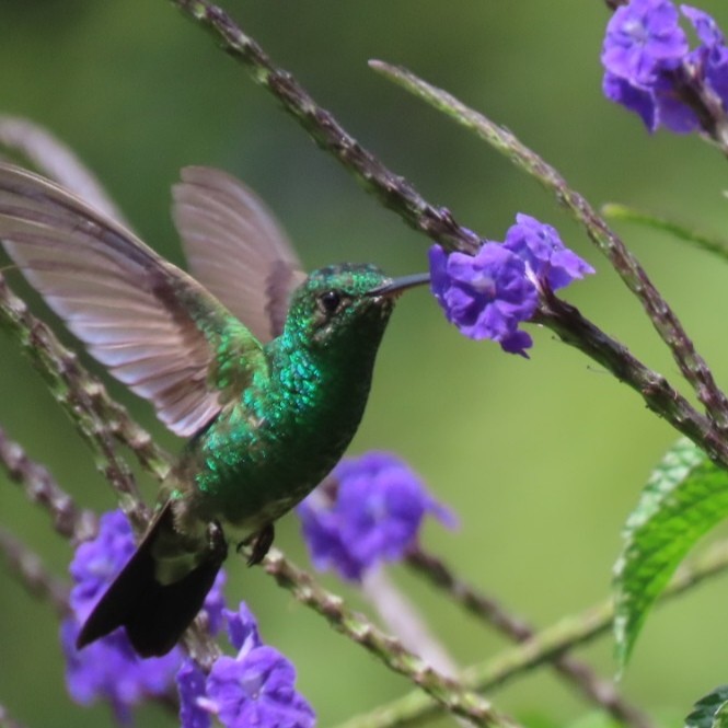 Steely-vented Hummingbird - ML646904836