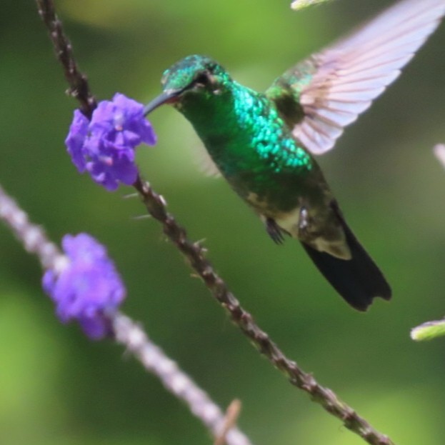 Steely-vented Hummingbird - ML646904837
