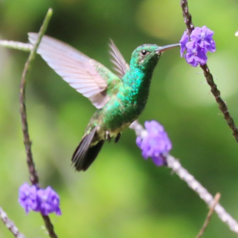 Steely-vented Hummingbird - ML646904838