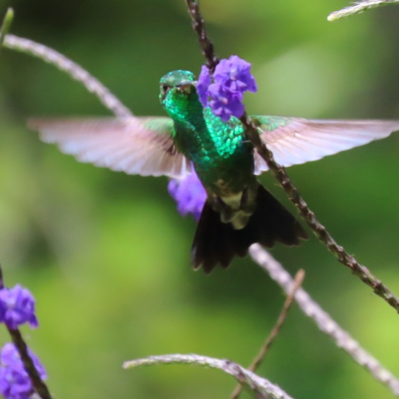 Steely-vented Hummingbird - ML646904839