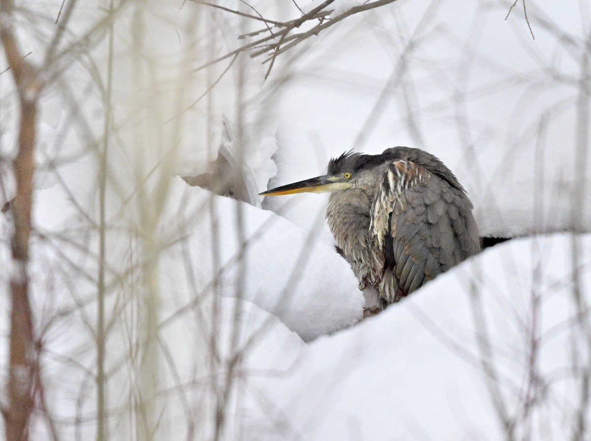 Чапля північна - ML646904842