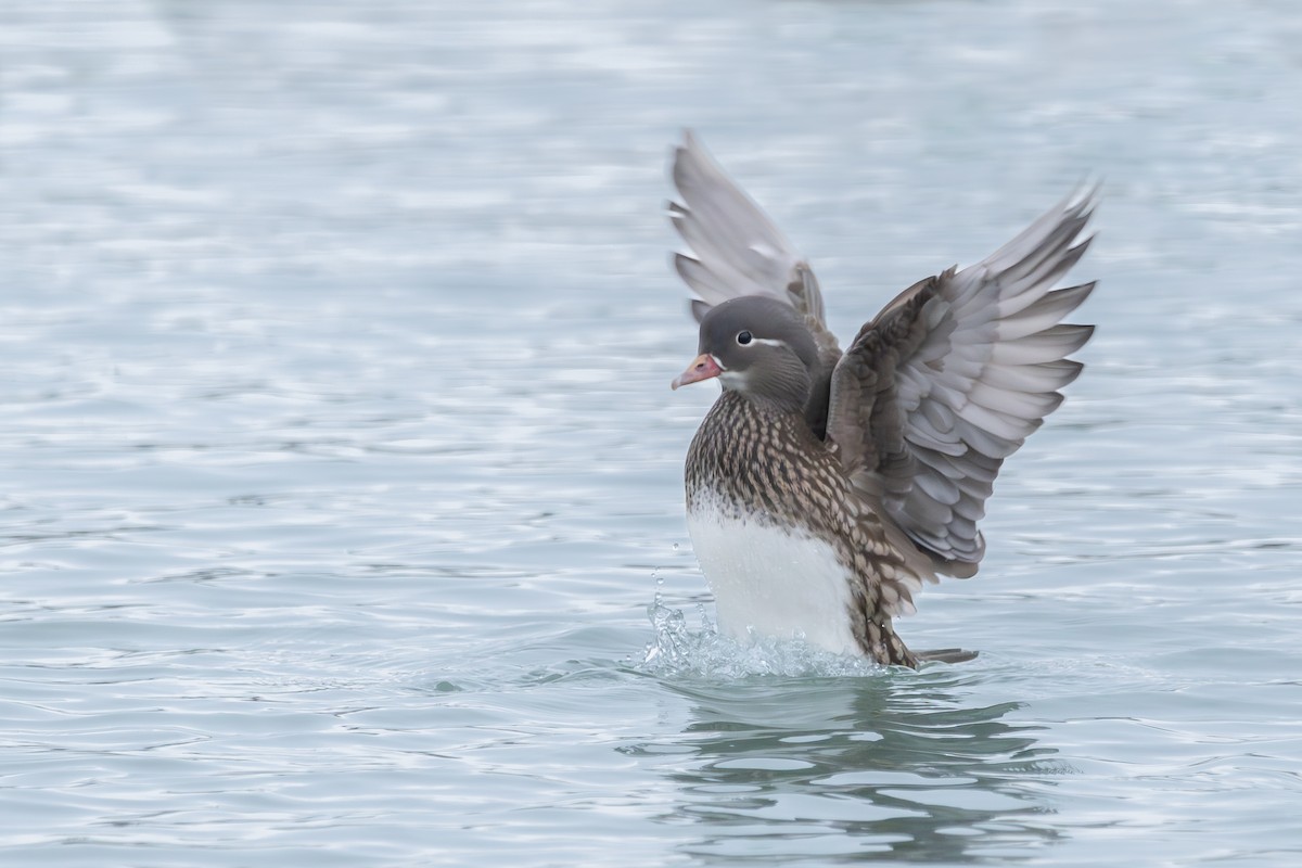 מנדרין סיני - ML646904847