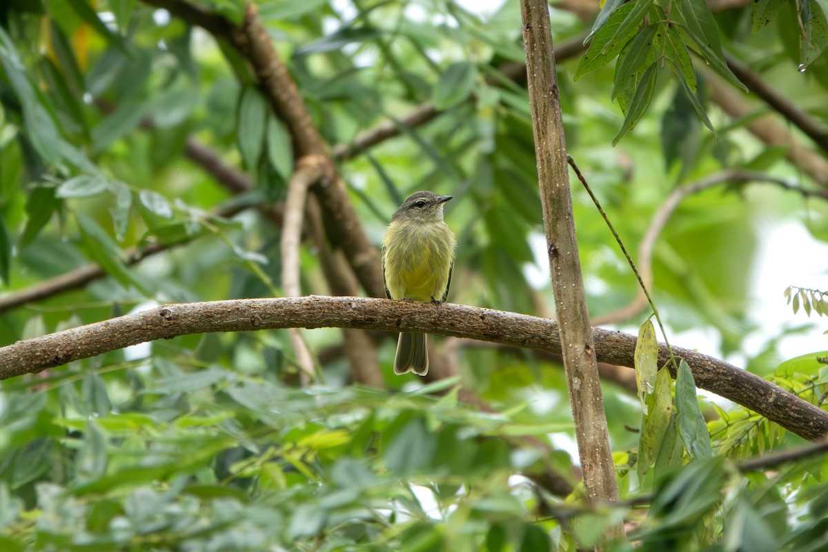 Forest Elaenia - ML646904852