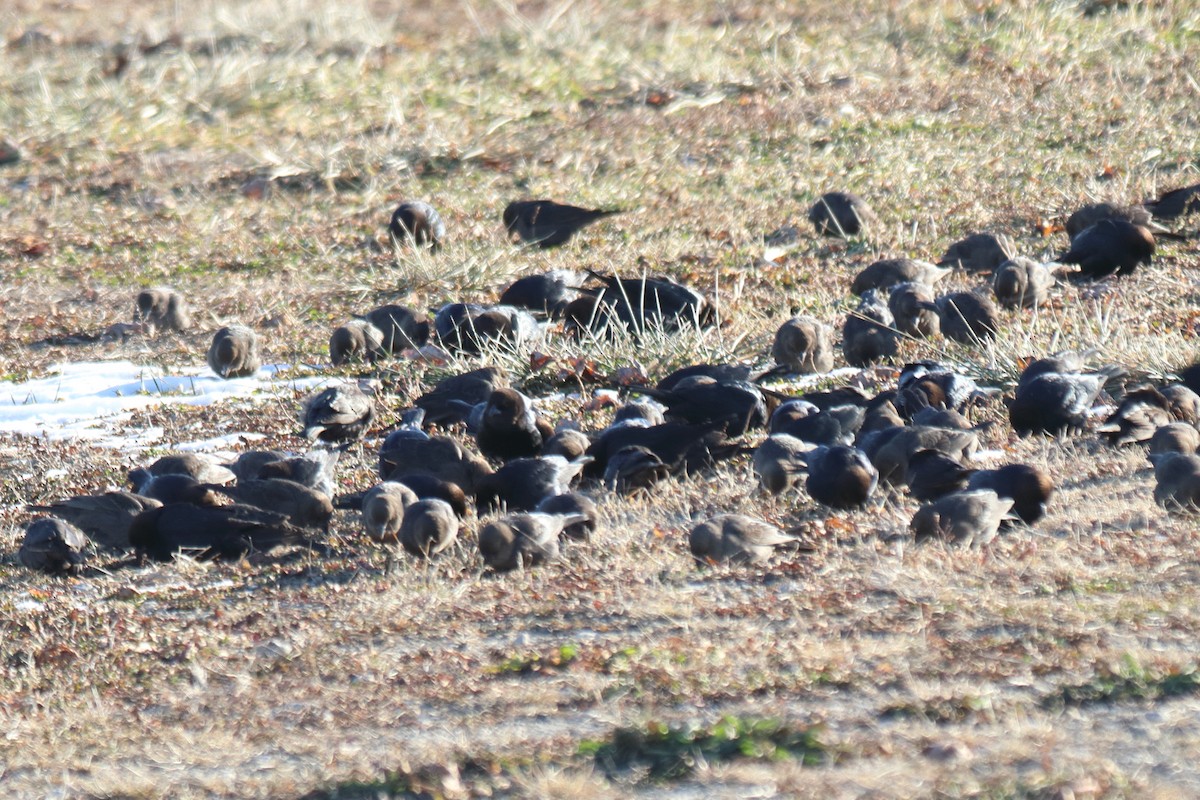 Tordo Cabecipardo - ML646904855