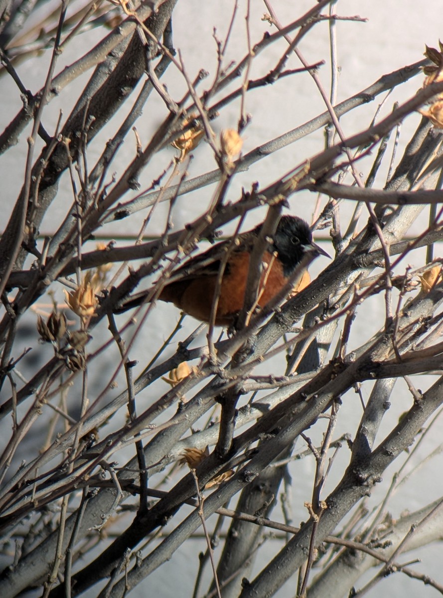 Трупіал садовий - ML646904856