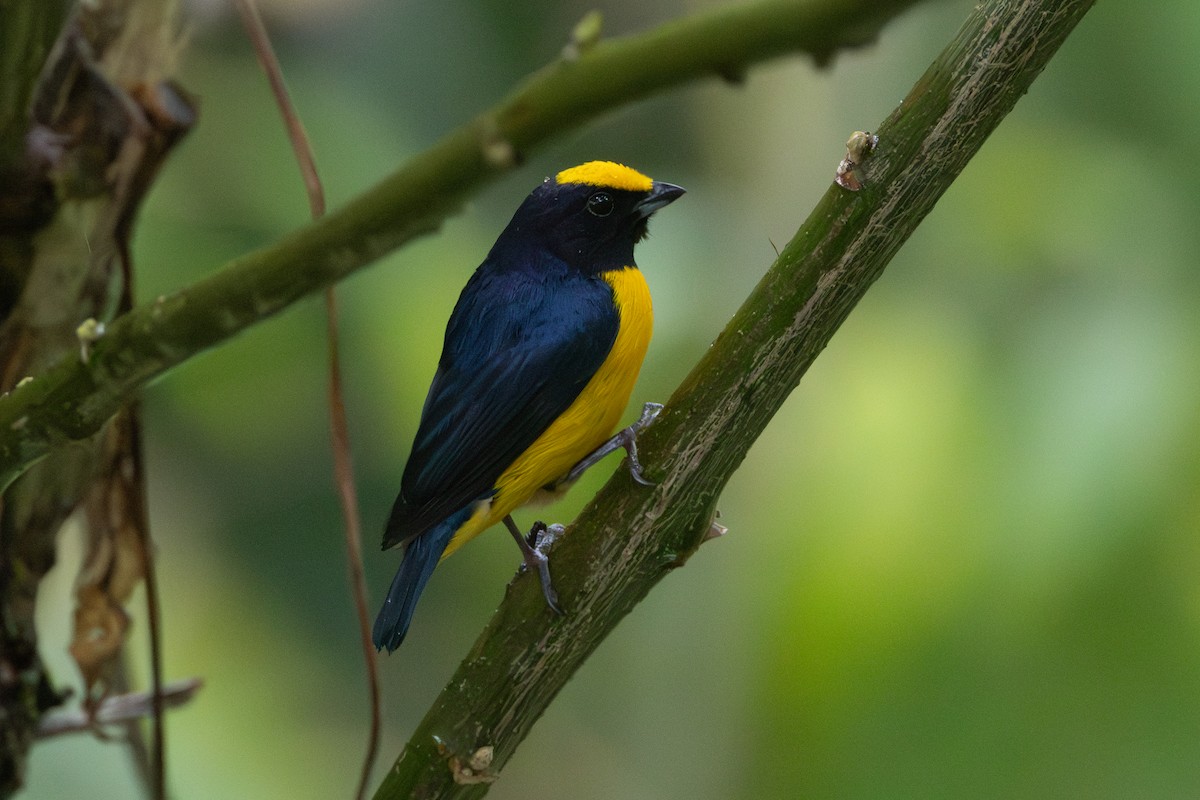 libohlásek tlustozobý - ML646904859