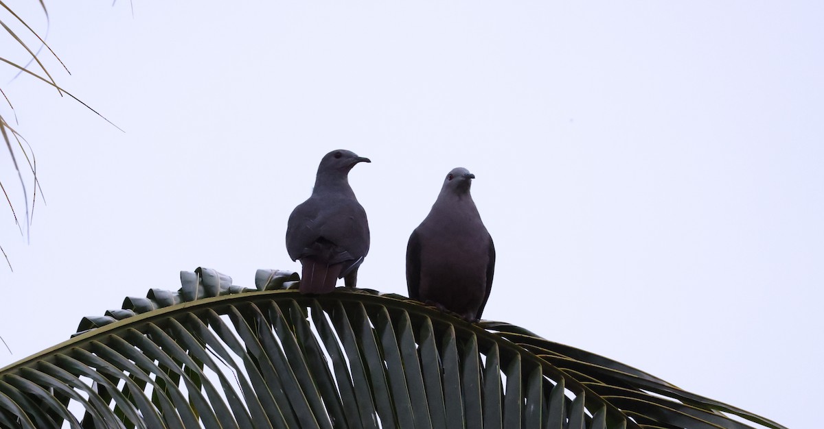 Dúcula Ladradora - ML646904862