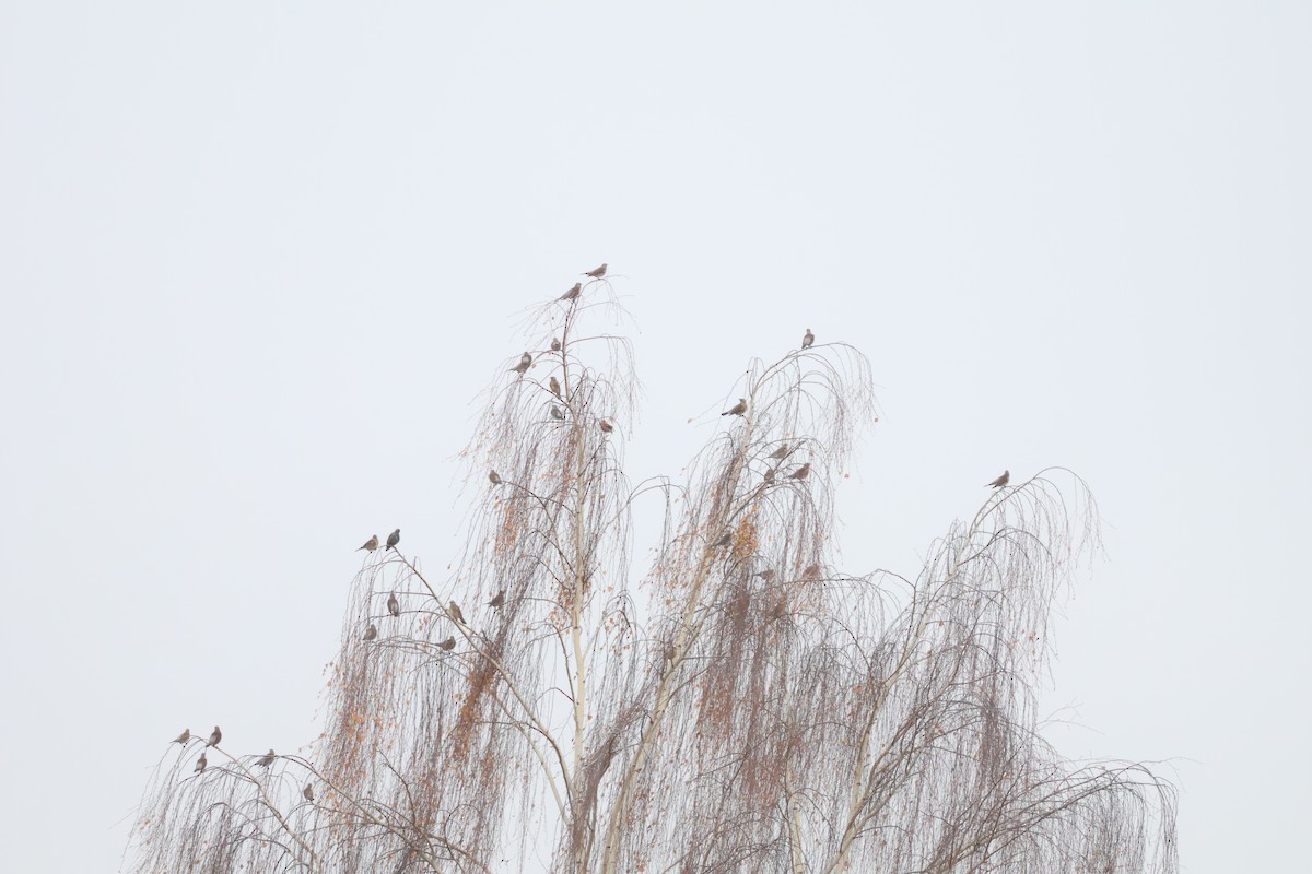 Fieldfare - ML646904863