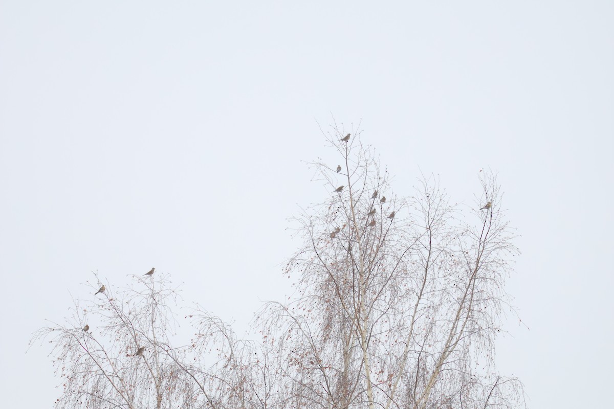 Fieldfare - ML646904864