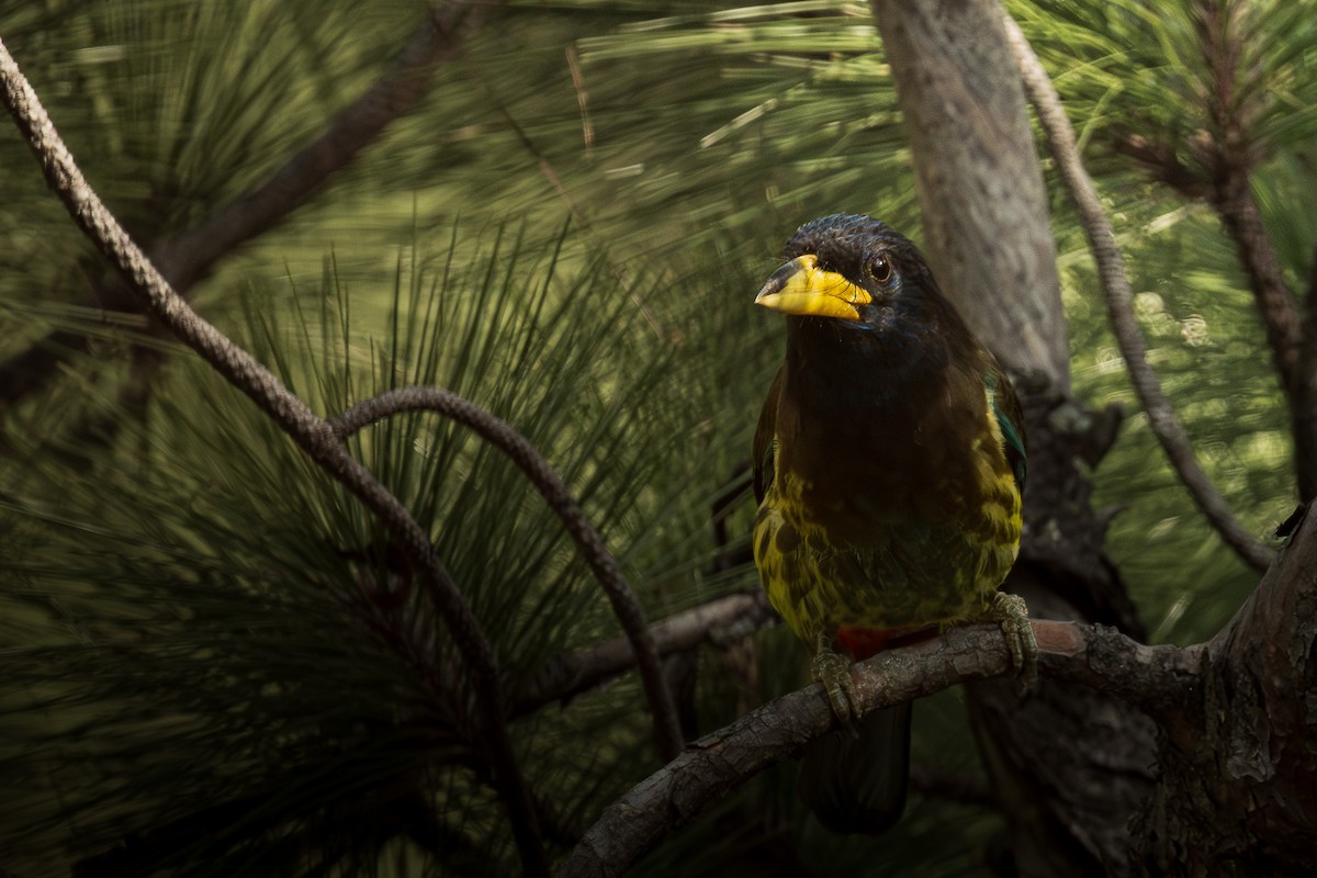 Great Barbet - ML646904865