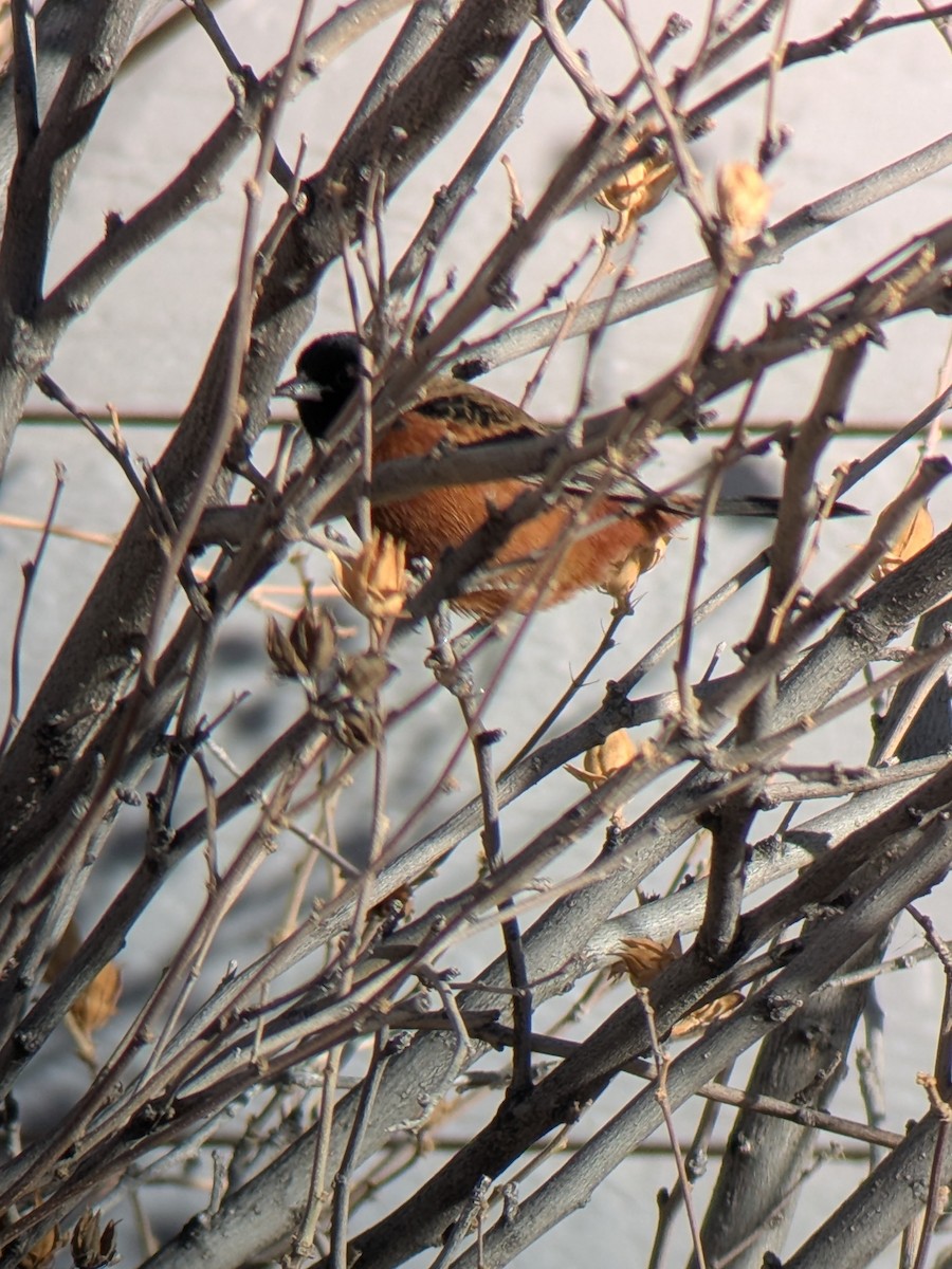 Трупіал садовий - ML646904866