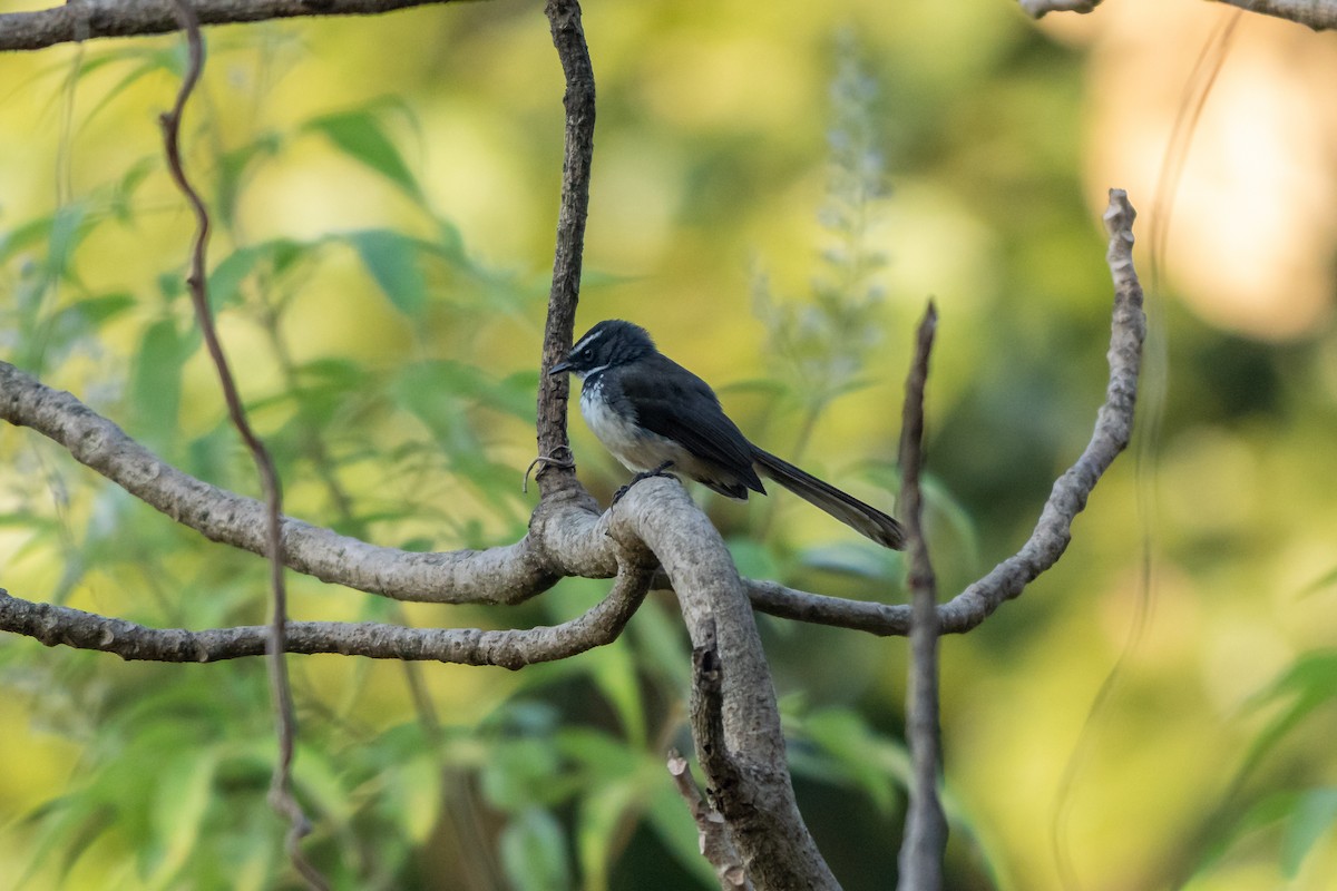 Spot-breasted Fantail - ML646904867