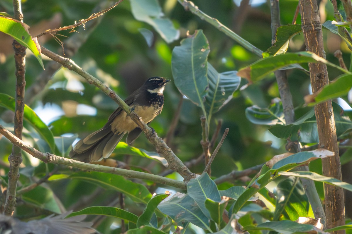 Spot-breasted Fantail - ML646904868