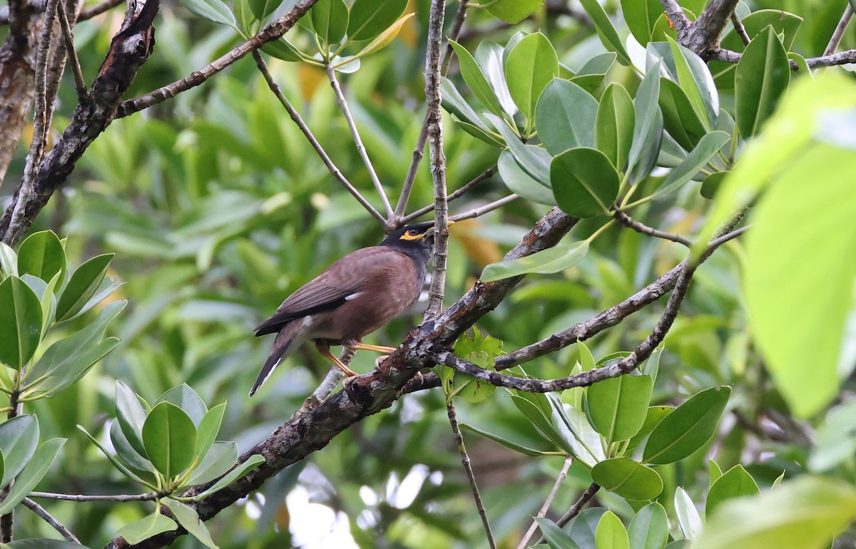 Miná Común - ML646904872