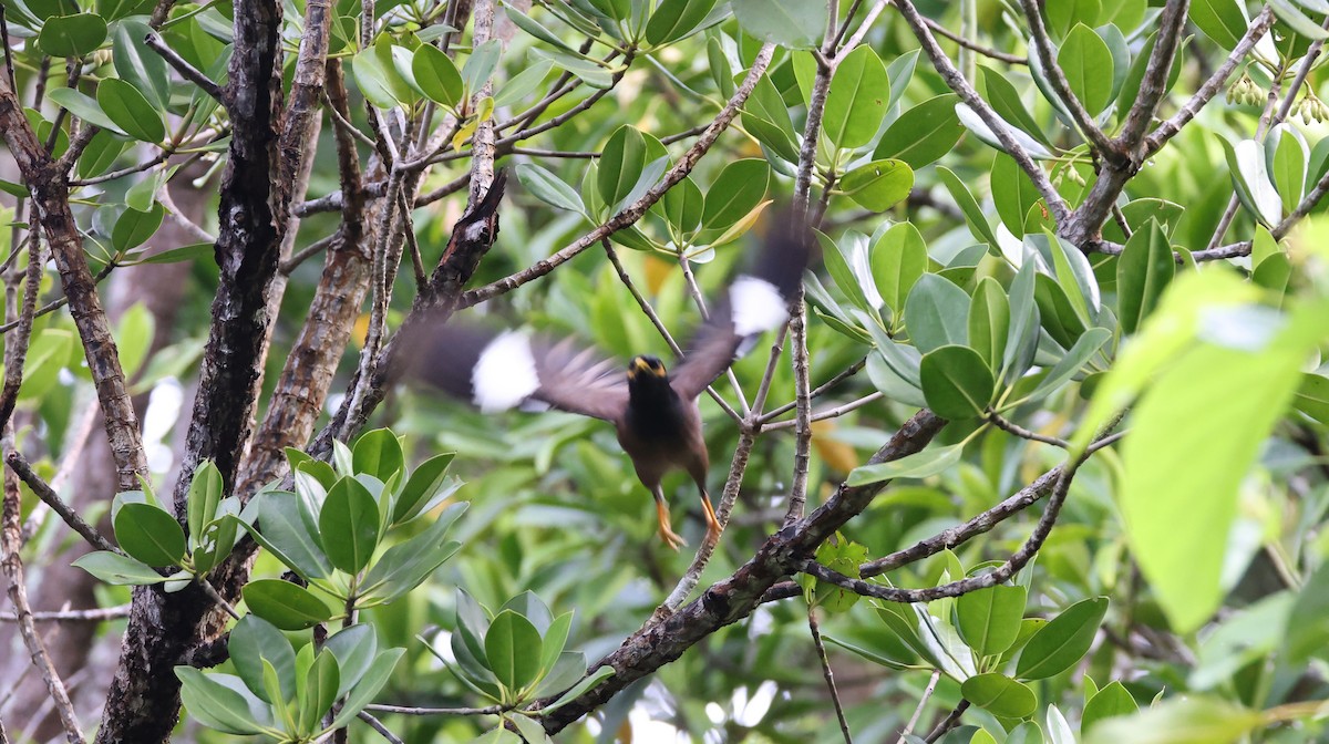 Miná Común - ML646904873