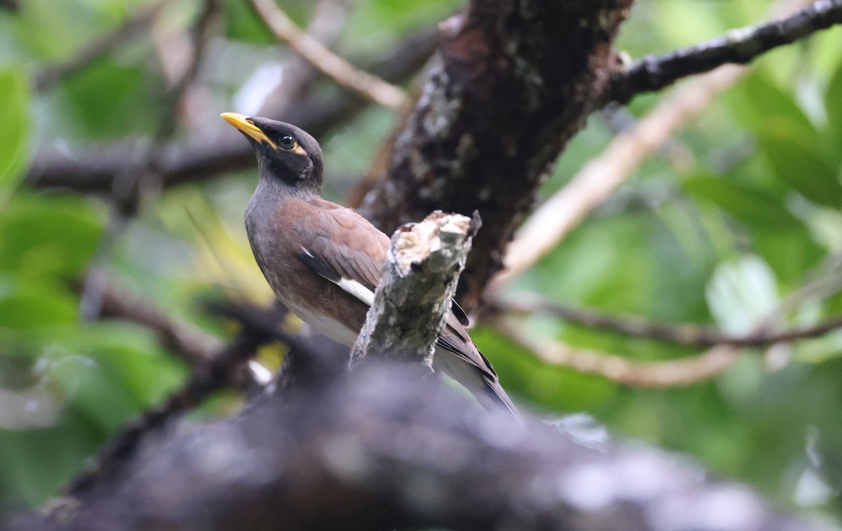 Miná Común - ML646904874