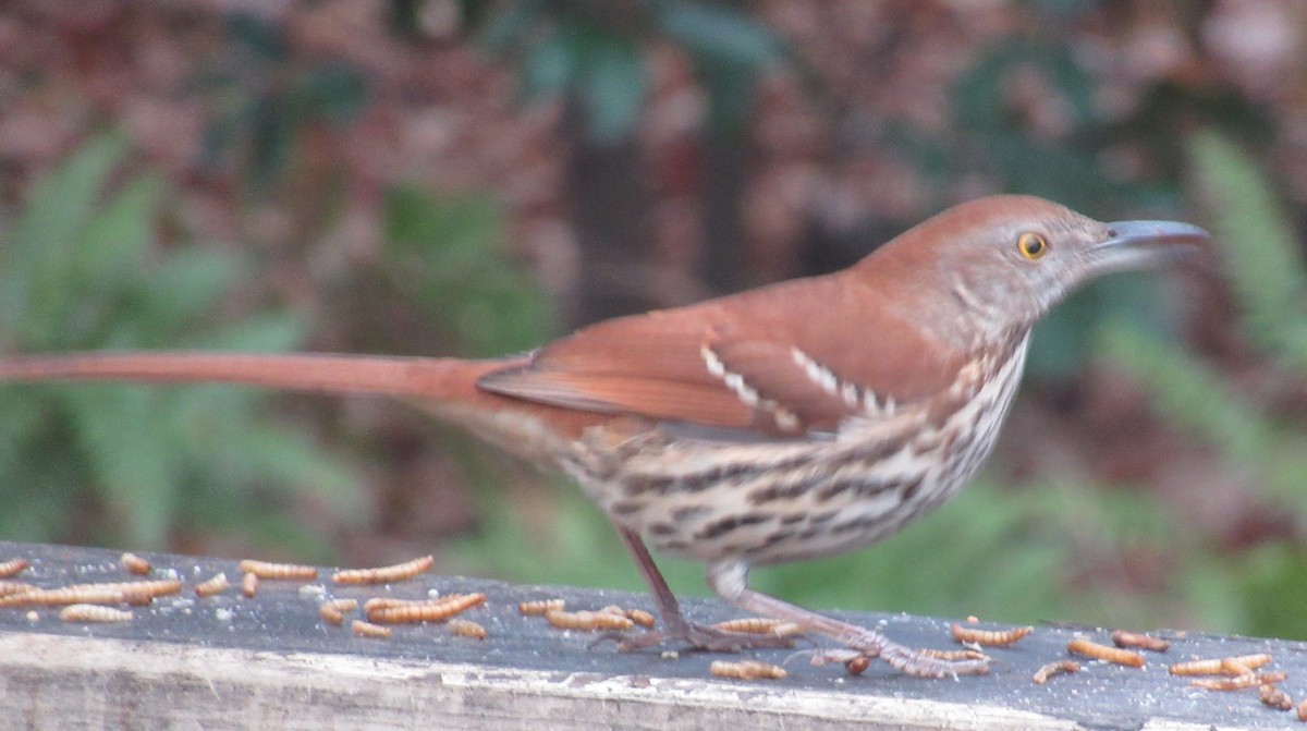 Рыжий пересмешник - ML646904875