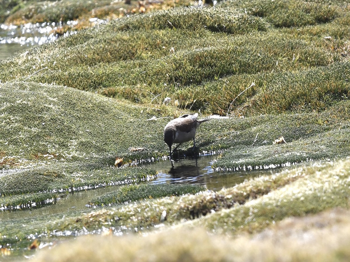White-winged Cinclodes - ML646904879