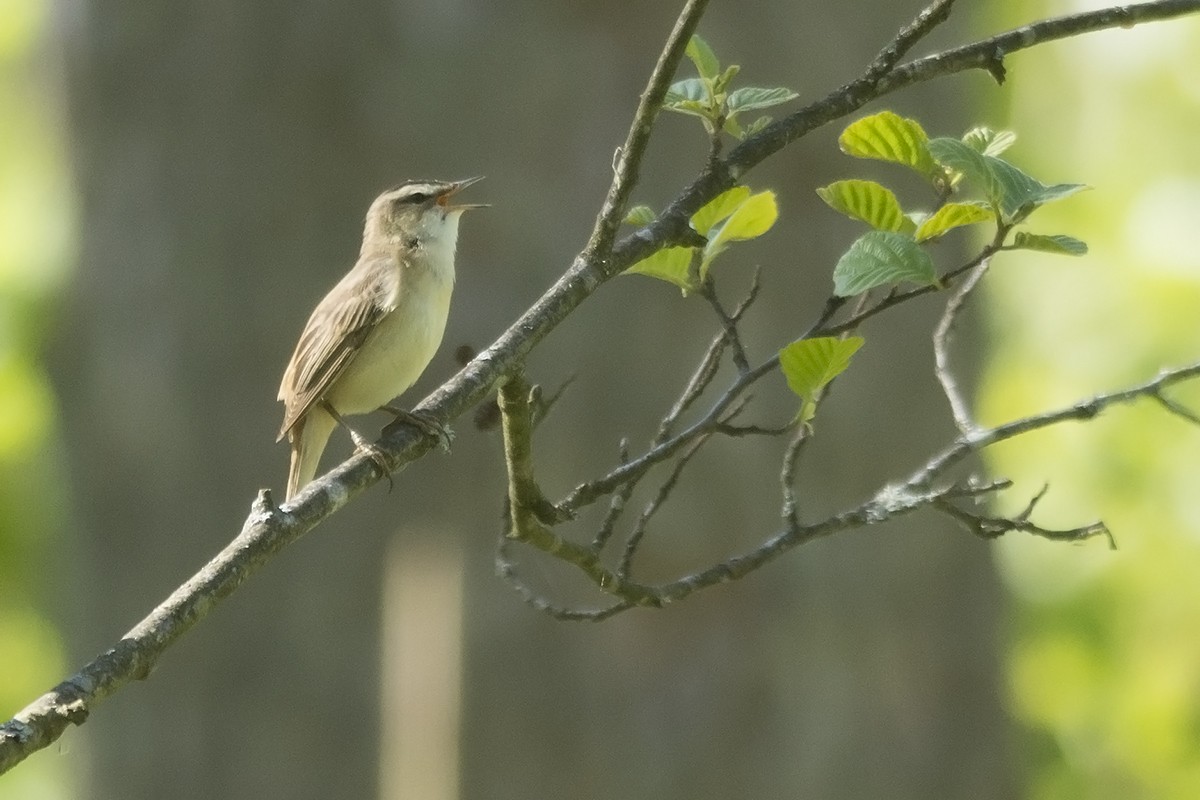 Sedge Warbler - ML646904880