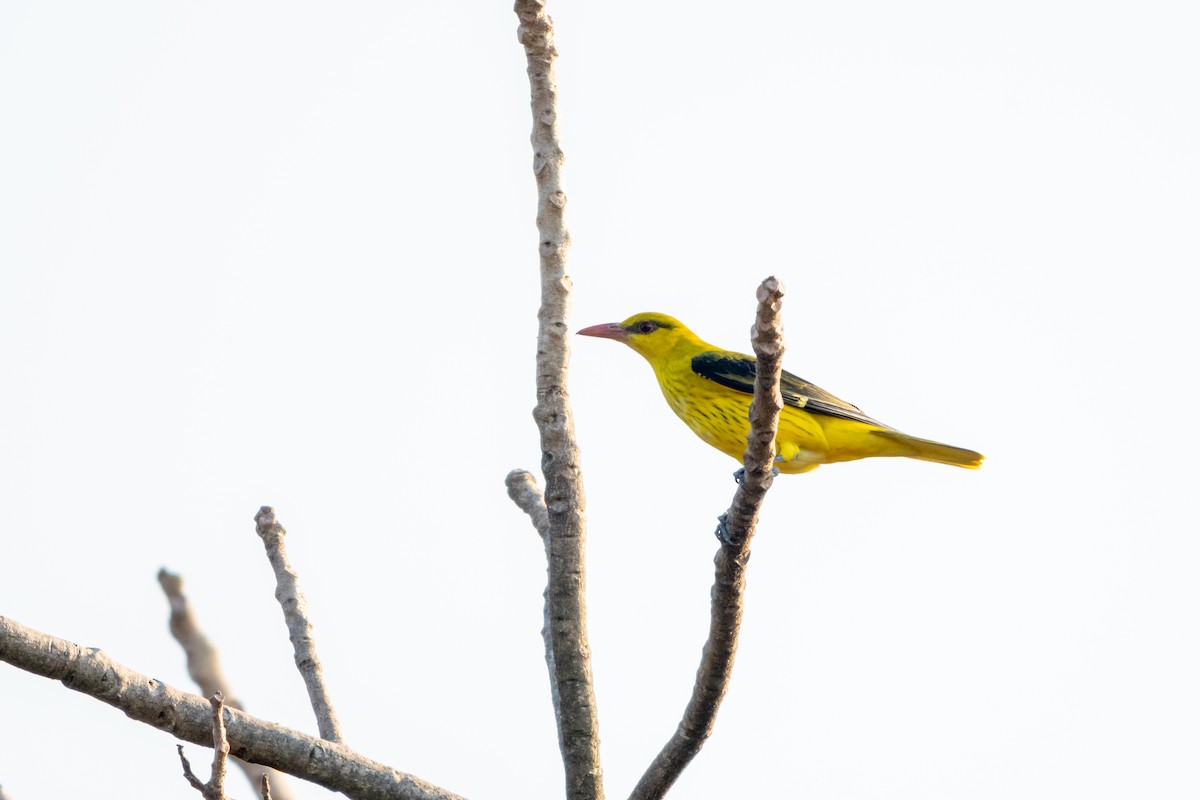 Indian Golden Oriole - ML646904881