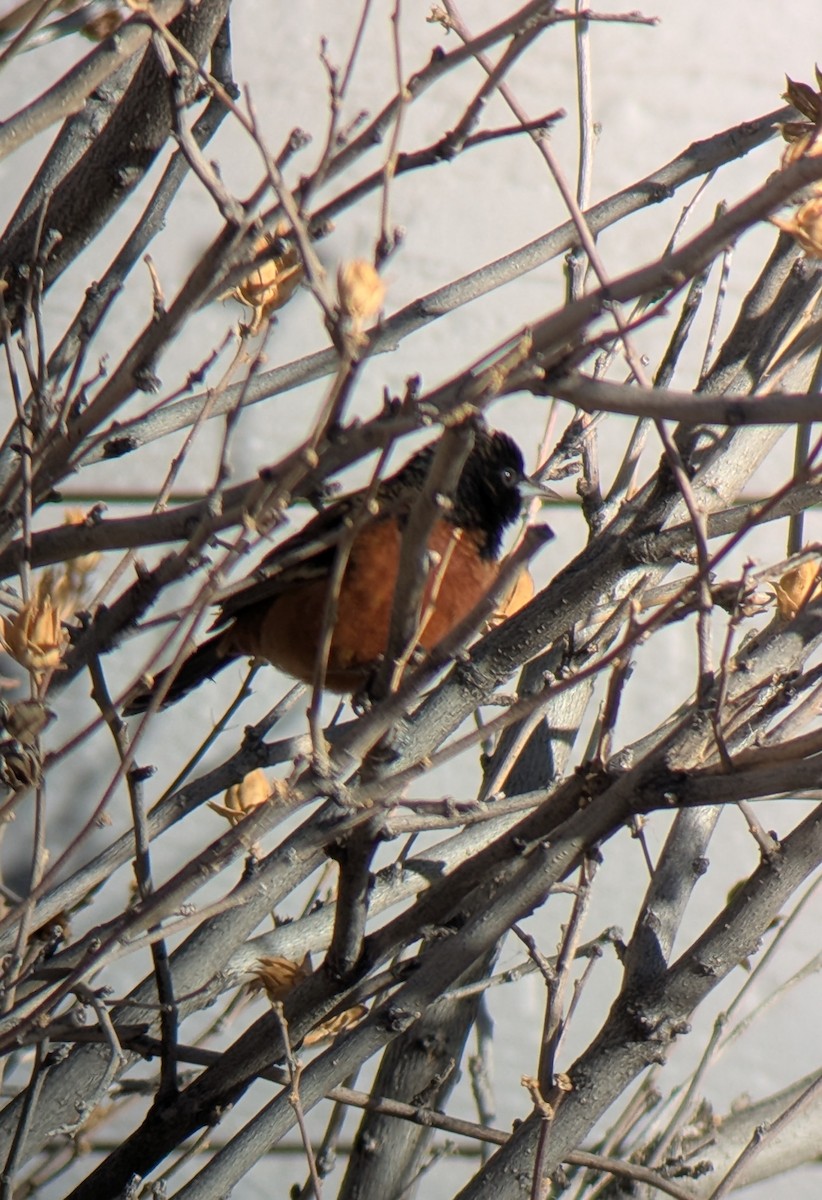 Трупіал садовий - ML646904882