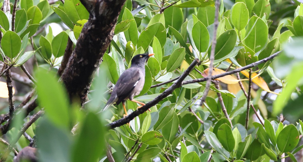 Miná de Jungla - ML646904890