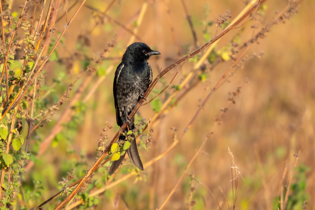 Black Drongo - ML646904891