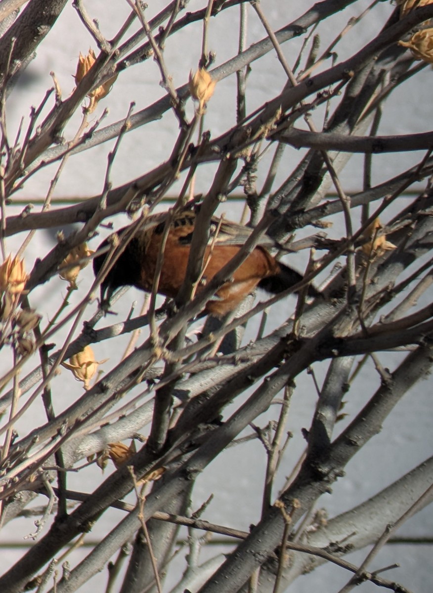 Трупіал садовий - ML646904892