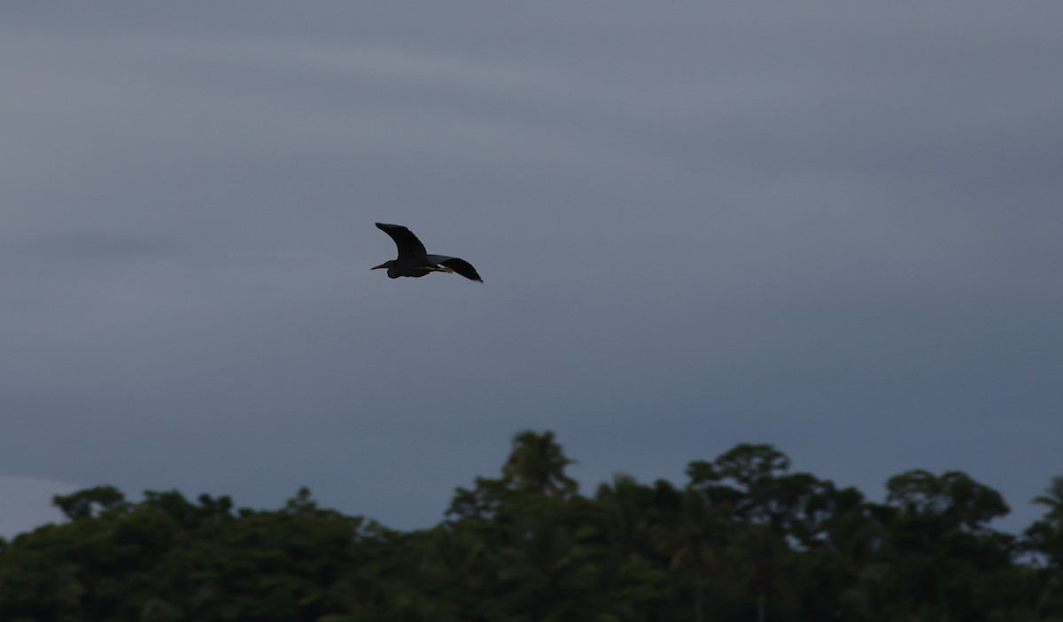 Garceta de Arrecife - ML646904912