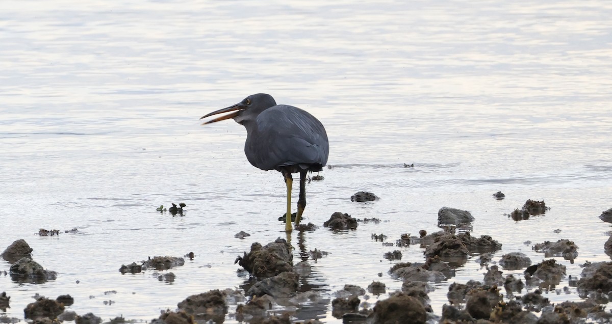 Garceta de Arrecife - ML646904913