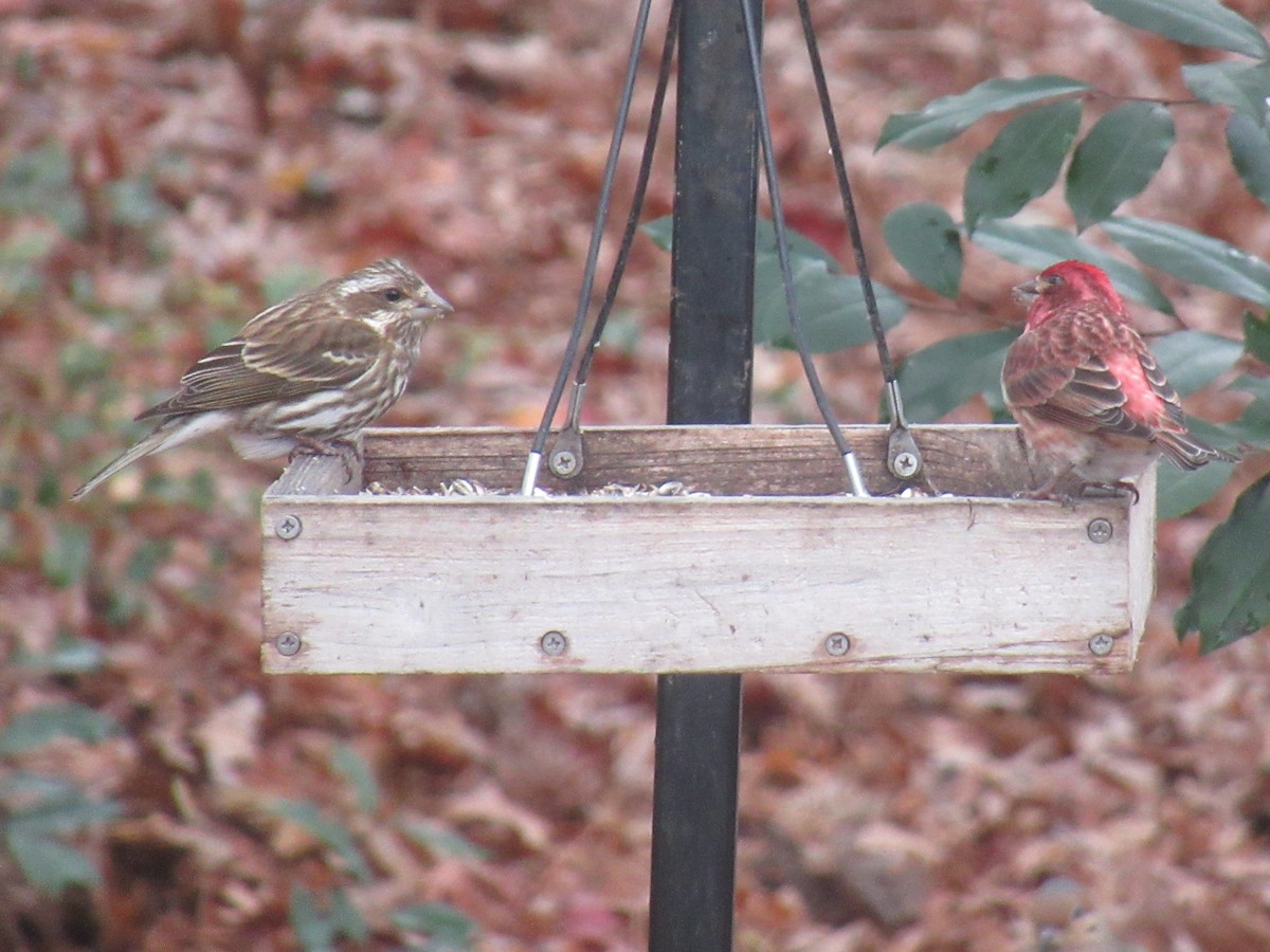 Пурпурная чечевица - ML646904914